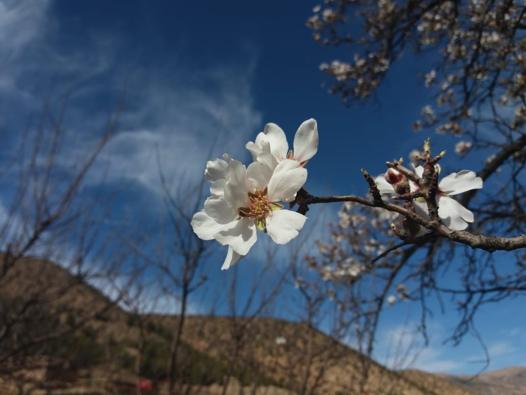 Frühling Blume